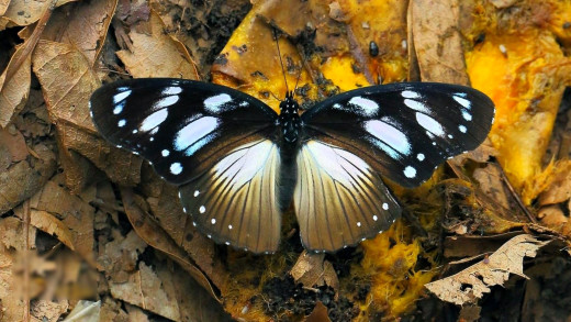 1755716 (a): :1920x1080